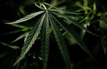 مصرف «ماری‌جوانا» و  افزایش احتمال ابتلا به «آسم»